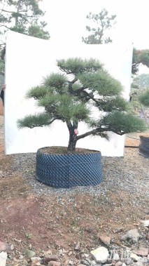 高度150厘米房产松