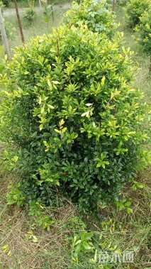 高度80厘米黄金枸骨