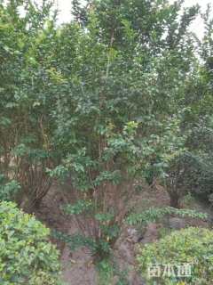 高度150厘米丛生紫薇