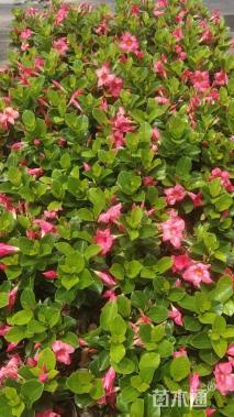 高度3.5厘米红车