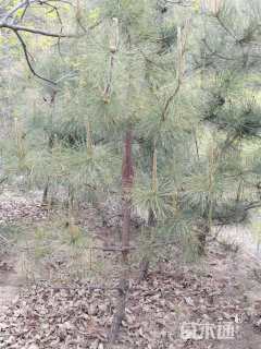 高度170厘米黑松