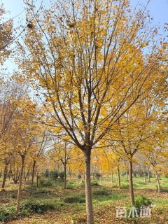 15公分金枝槐
