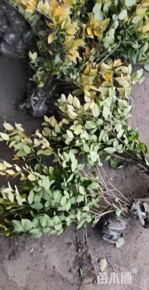 冠幅50厘米金森女贞球