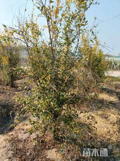 高度120厘米果石榴