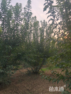 高度350厘米丛生茶条槭