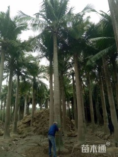 裸干高150厘米国王椰子