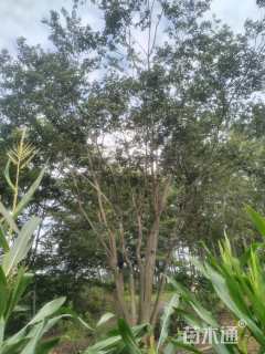 80公分丛生朴树