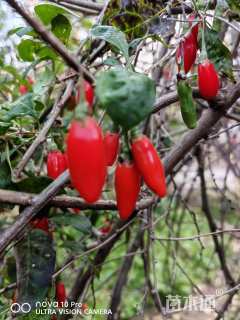高度200厘米枸杞