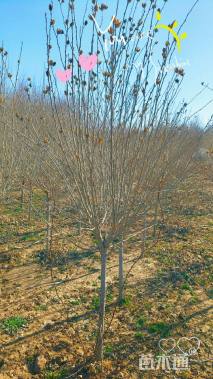 高度200厘米木槿