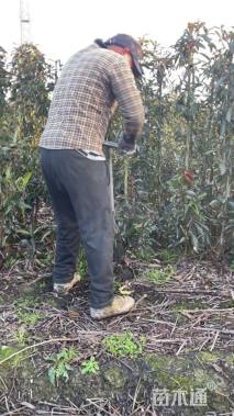 高度80厘米法国冬青