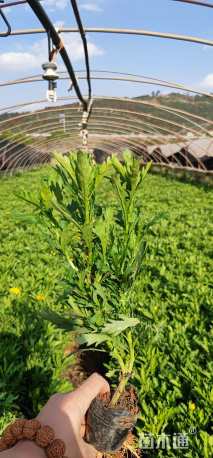 高度25厘米木春菊