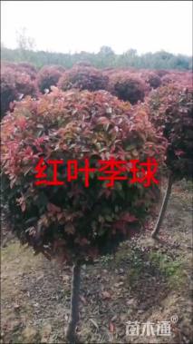 高度120厘米红叶李球