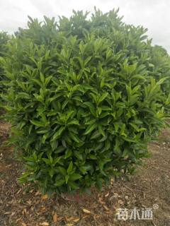 高度80厘米非洲茉莉