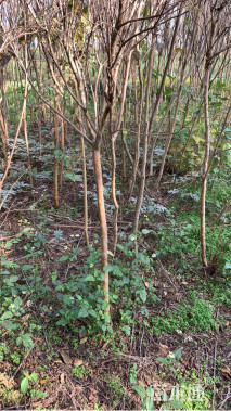 高度300厘米红花紫薇