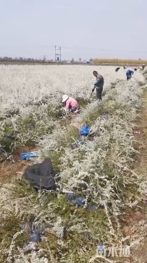 高度80厘米喷雪花