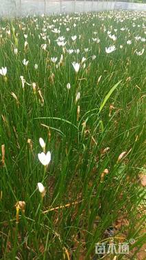 高度30厘米葱兰