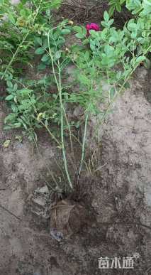 高度80厘米玫瑰