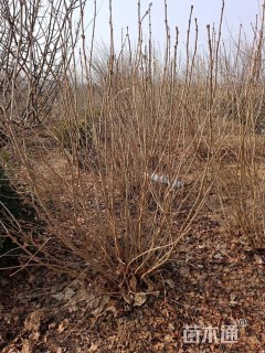 高度220厘米丛生丁香