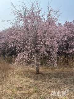 8公分垂枝樱花