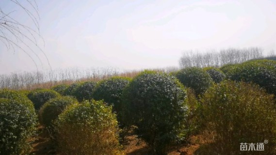 冠幅150厘米小叶女贞球