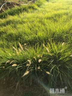 高度30厘米羽绒狼尾草