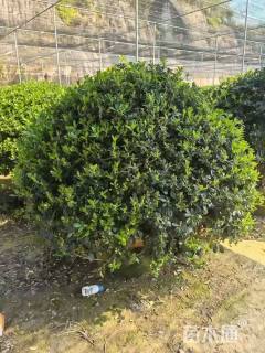 冠幅150厘米海桐球