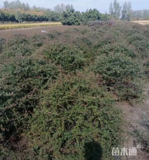 冠幅120厘米火棘球