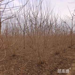 高度400厘米丛生五角枫