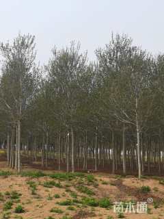 15公分美国红枫