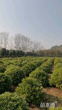 冠幅80厘米海桐球