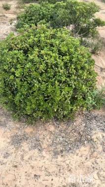 冠幅150厘米海桐球