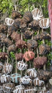 高度50厘米茶花