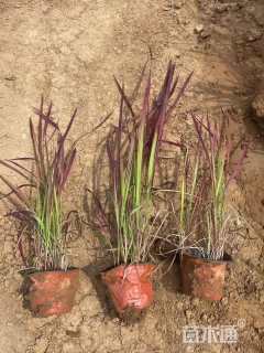 高度25厘米日本血草