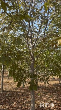 15公分红花七叶树