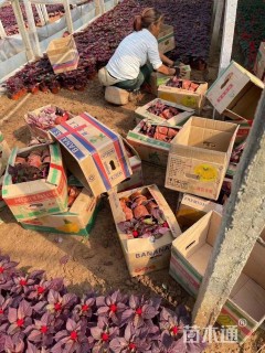 高度15厘米一支笔