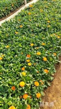 高度30厘米金盏菊