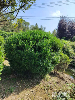 冠幅100厘米瓜子黄杨球