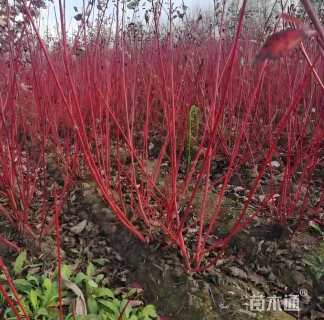 高度50厘米红瑞木