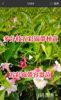 高度50厘米五彩锦带