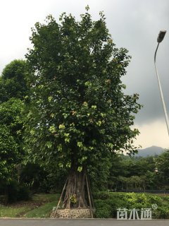 1200厘米菩提树