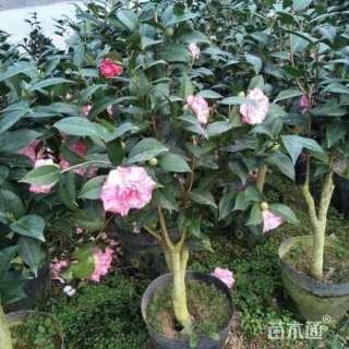 高度200厘米茶花