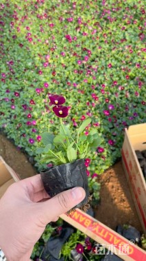 高度15厘米角堇