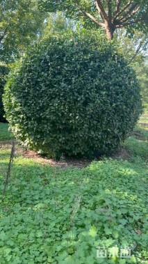 冠幅180厘米卫矛球