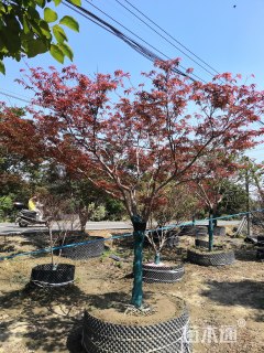 15公分日本红枫