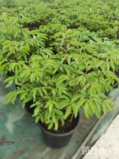 高度20厘米芍药