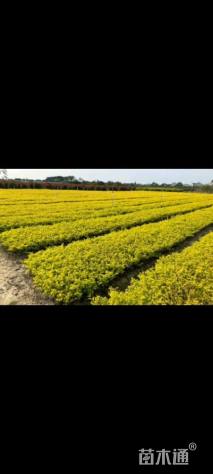 毛球亮晶女贞小苗