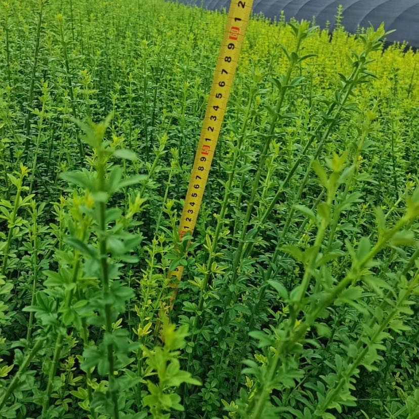 高度60厘米迎春花