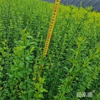 高度60厘米迎春花