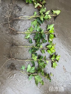 主蔓长40厘米熊掌木