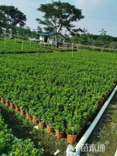 高度30厘米米兰